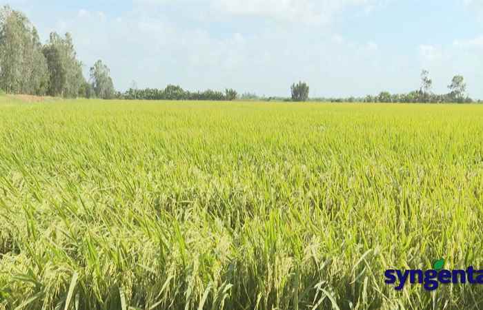  Syngenta và tôi: Giải pháp chăm sóc cây lúa ở giai đoạn nuôi đòng (13-12-2022)